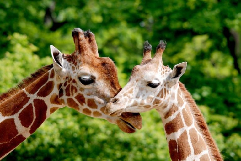 Wycieczka do DVŮR KRÁLOVÉ – ZOO SAFARI